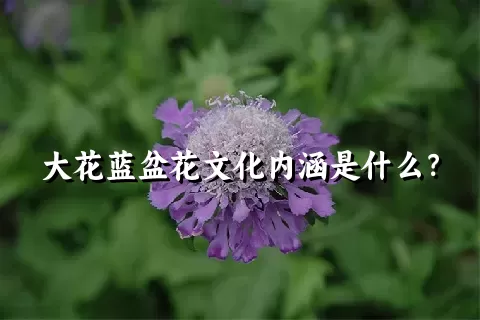 大花蓝盆花文化内涵是什么？