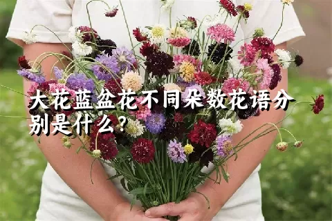 大花蓝盆花不同朵数花语分别是什么？