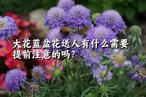 大花蓝盆花送人有什么需要提前注意的吗？