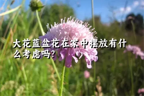 大花蓝盆花在家中摆放有什么考虑吗？