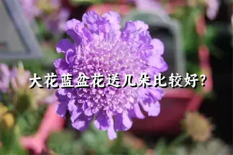 大花蓝盆花送几朵比较好？