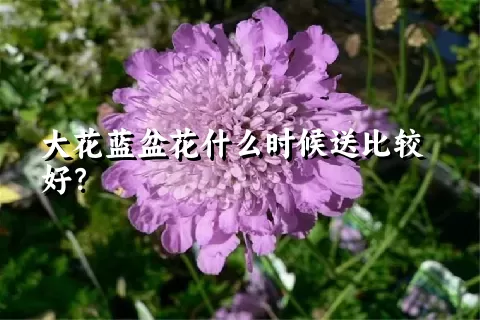 大花蓝盆花什么时候送比较好？