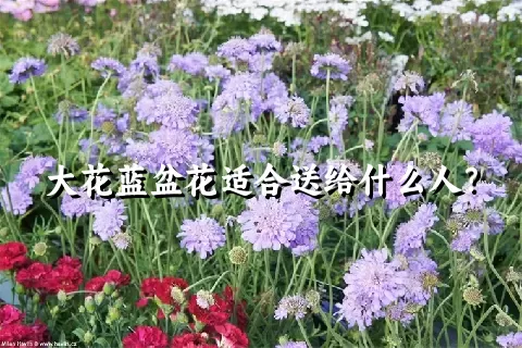 大花蓝盆花适合送给什么人？