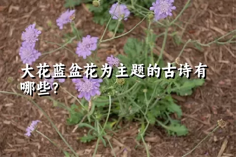 大花蓝盆花为主题的古诗有哪些？