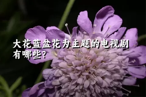 大花蓝盆花为主题的电视剧有哪些？