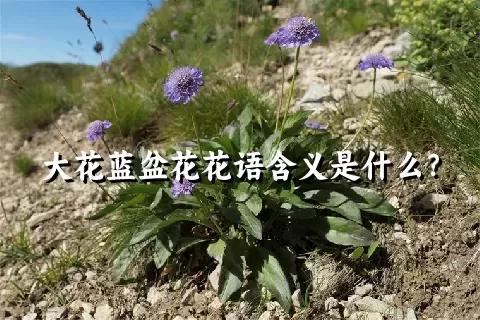 大花蓝盆花花语含义是什么？