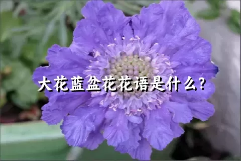 大花蓝盆花花语是什么？