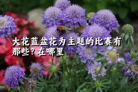 大花蓝盆花为主题的比赛有那些？在哪里