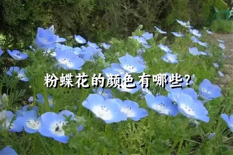 粉蝶花的颜色有哪些？