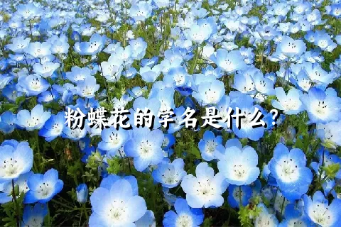 粉蝶花的学名是什么？