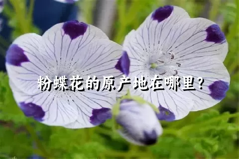 粉蝶花的原产地在哪里？