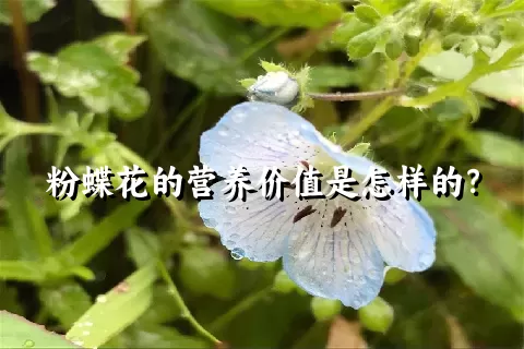 粉蝶花的营养价值是怎样的？