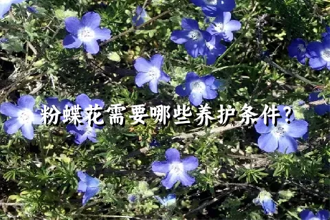 粉蝶花需要哪些养护条件？