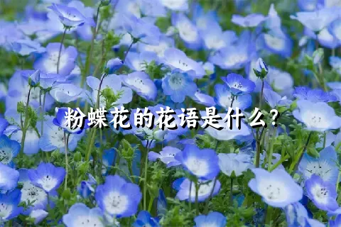 粉蝶花的花语是什么？