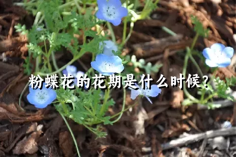 粉蝶花的花期是什么时候？