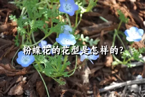 粉蝶花的花型是怎样的？