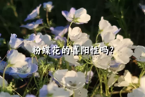 粉蝶花的喜阳性吗？