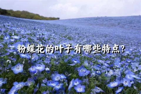 粉蝶花的叶子有哪些特点？