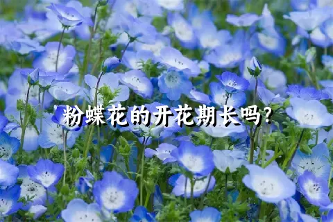 粉蝶花的开花期长吗？