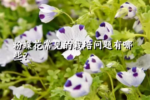 粉蝶花常见的栽培问题有哪些？