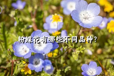 粉蝶花有哪些不同品种？