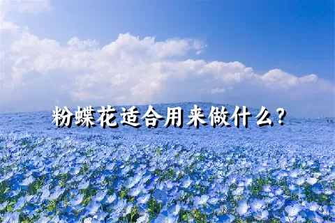 粉蝶花适合用来做什么？