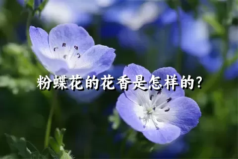 粉蝶花的花香是怎样的？