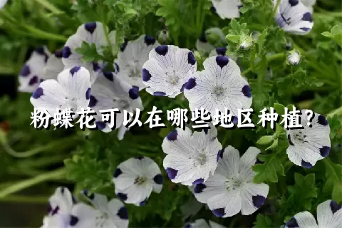 粉蝶花可以在哪些地区种植？