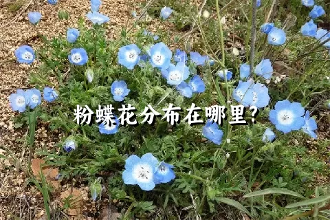 粉蝶花分布在哪里?