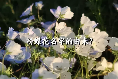 粉蝶花名字的由来？