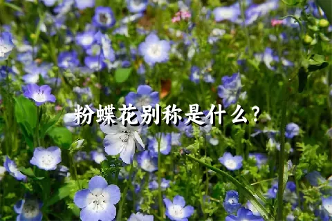 粉蝶花别称是什么？