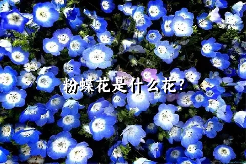 粉蝶花是什么花？