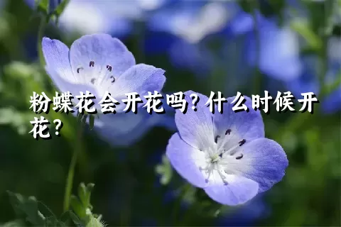 粉蝶花会开花吗？什么时候开花？