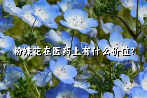 粉蝶花在医药上有什么价值？