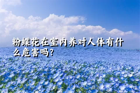 粉蝶花在室内养对人体有什么危害吗？