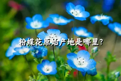 粉蝶花原始产地是哪里？