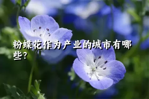 粉蝶花作为产业的城市有哪些？