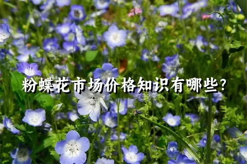 粉蝶花市场价格知识有哪些？