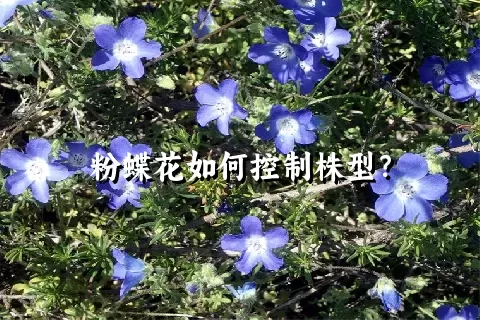 粉蝶花如何控制株型？