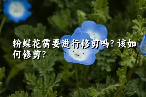 粉蝶花需要进行修剪吗？该如何修剪？