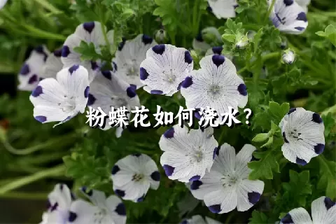 粉蝶花如何浇水？