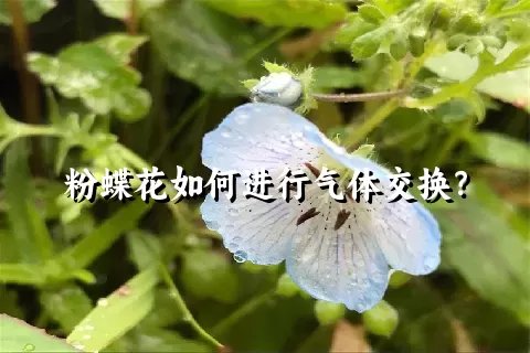 粉蝶花如何进行气体交换？