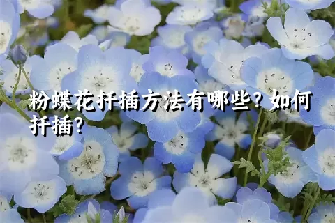 粉蝶花扦插方法有哪些？如何扦插？