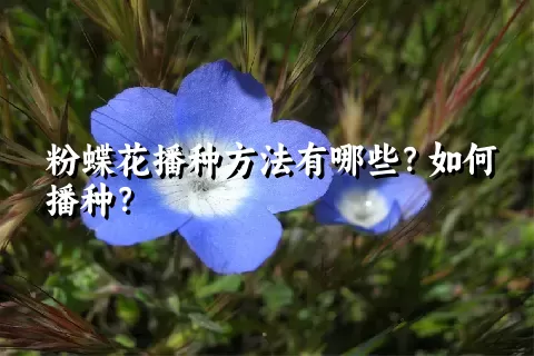 粉蝶花播种方法有哪些？如何播种？