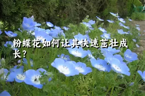 粉蝶花如何让其快速茁壮成长？