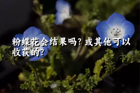 粉蝶花会结果吗？或其他可以收获的？