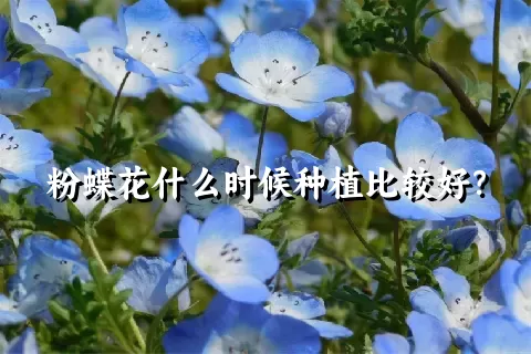 粉蝶花什么时候种植比较好？