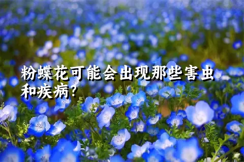 粉蝶花可能会出现那些害虫和疾病？