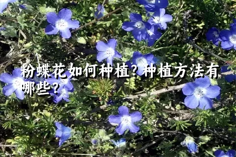 粉蝶花如何种植？种植方法有哪些？