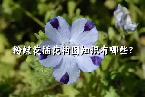 粉蝶花插花构图知识有哪些？